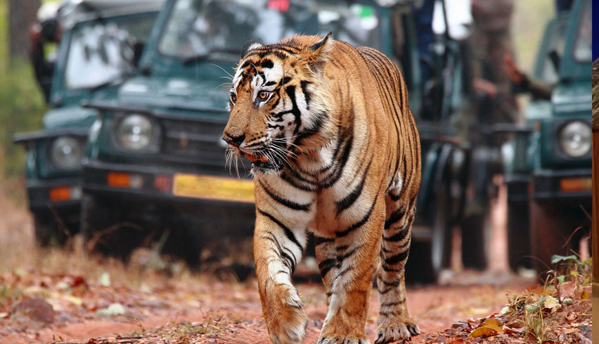 Amazing Rajasthan Tour