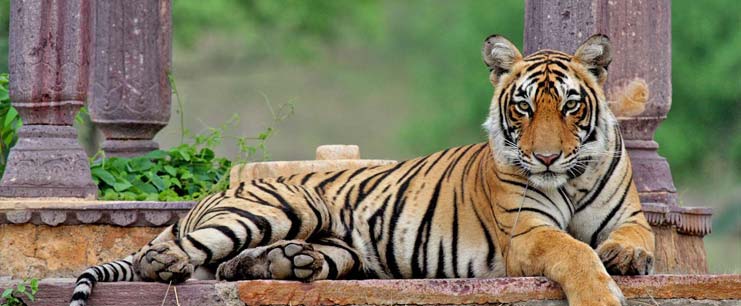 Rajasthan Wildlife Tour